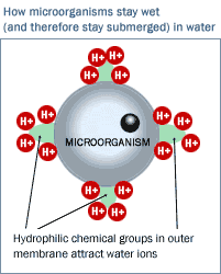 How microorganisms stay wet (and therefore stay submerged) in water